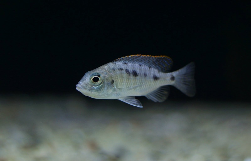 Otopharynx sp. 'spots' Sani